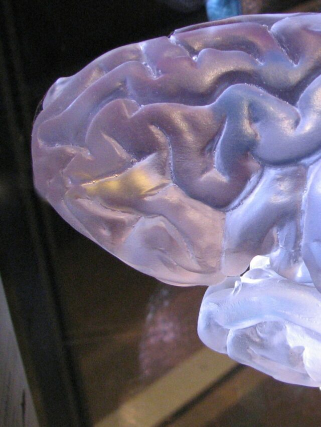 New Thoughts, New Pathways, New Life: The Neuroplasticity Effect